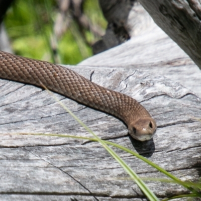 Pseudonaja textilis (Eastern Brown Snake) at Namadgi National Park - 2 Dec 2020 by SWishart
