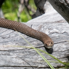 Pseudonaja textilis (Eastern Brown Snake) at Paddys River, ACT - 2 Dec 2020 by SWishart