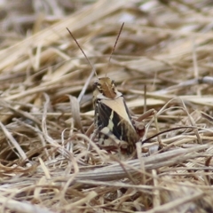 Gastrimargus musicus (Yellow-winged Locust or Grasshopper) at Wodonga, VIC - 5 Jan 2021 by Kyliegw