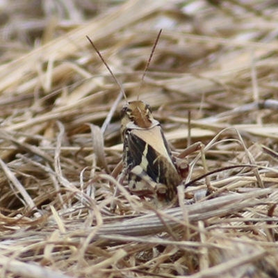 Gastrimargus musicus (Yellow-winged Locust or Grasshopper) at Wodonga - 5 Jan 2021 by KylieWaldon