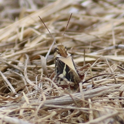 Gastrimargus musicus (Yellow-winged Locust or Grasshopper) at Wodonga, VIC - 5 Jan 2021 by Kyliegw