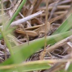 Schizobothrus flavovittatus (Disappearing Grasshopper) at WREN Reserves - 5 Jan 2021 by Kyliegw