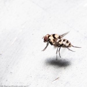 Anthomyia vicarians at Macgregor, ACT - 4 Jan 2021