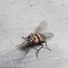 Anthomyia vicarians at Macgregor, ACT - 4 Jan 2021