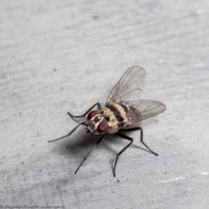 Anthomyia vicarians at Macgregor, ACT - 4 Jan 2021 06:43 PM