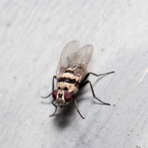 Anthomyia vicarians at Macgregor, ACT - 4 Jan 2021