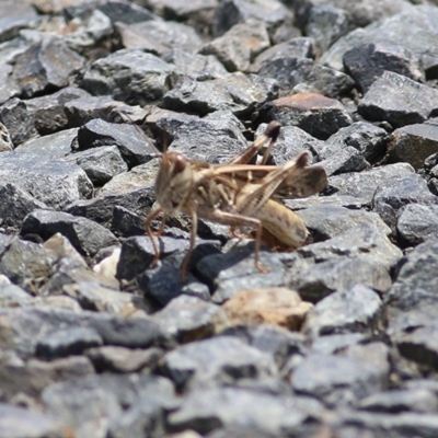 Gastrimargus musicus (Yellow-winged Locust or Grasshopper) at Wodonga, VIC - 5 Jan 2021 by KylieWaldon