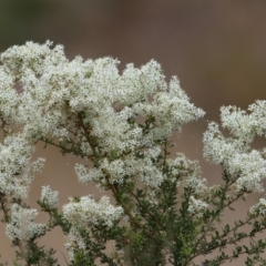 Bursaria spinosa (Native Blackthorn, Sweet Bursaria) at Wodonga, VIC - 5 Jan 2021 by Kyliegw