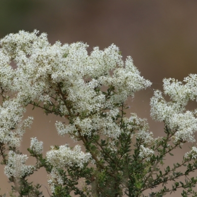 Bursaria spinosa (Native Blackthorn, Sweet Bursaria) at WREN Reserves - 5 Jan 2021 by Kyliegw