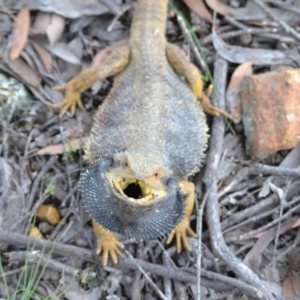 Pogona barbata at Yass River, NSW - suppressed