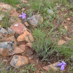 Patersonia sericea var. sericea (Silky Purple-flag) at Yass River, NSW - 31 Oct 2020 by 120Acres