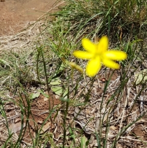 Tricoryne elatior at Griffith, ACT - 5 Jan 2021