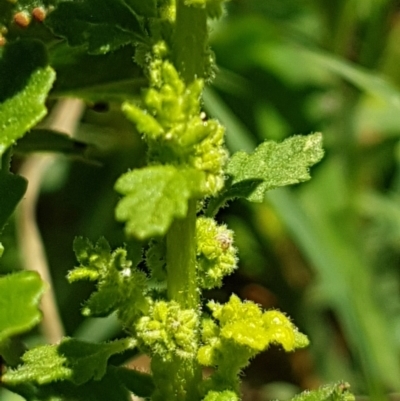 Dysphania pumilio (Small Crumbweed) at Griffith, ACT - 5 Jan 2021 by SRoss