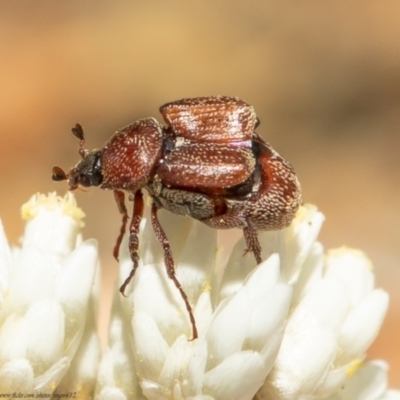 Microvalgus sp. (genus) (Flower scarab) at Black Mountain - 27 Dec 2020 by Roger