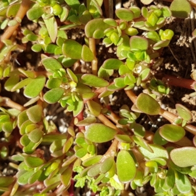 Portulaca oleracea (Munyeroo ,Pigweed, Purslane) at Griffith, ACT - 5 Jan 2021 by SRoss