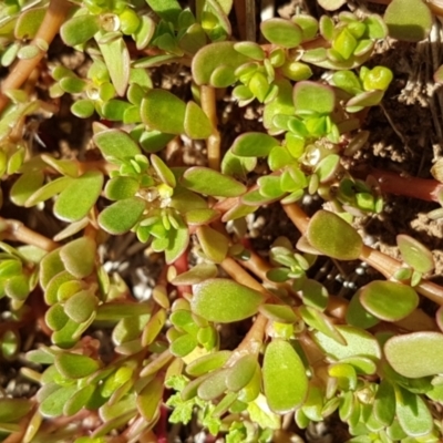 Portulaca oleracea (Munyeroo ,Pigweed, Purslane) at Bass Gardens Park, Griffith - 5 Jan 2021 by SRoss