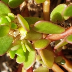 Portulaca oleracea at Griffith, ACT - 5 Jan 2021 02:20 PM