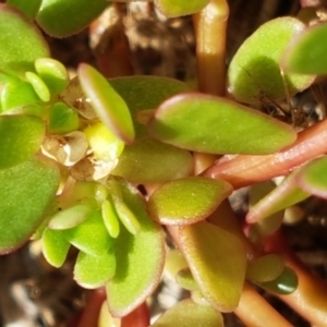 Portulaca oleracea at Griffith, ACT - 5 Jan 2021 02:20 PM