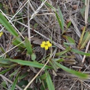 Goodenia hederacea subsp. hederacea at Yass River, NSW - 1 Jan 2021