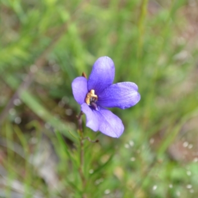 Cheiranthera linearis (Finger Flower) at Yass River, NSW - 31 Oct 2020 by 120Acres