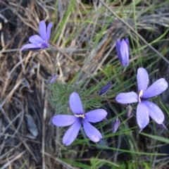 Cheiranthera linearis at Yass River, NSW - 31 Oct 2020