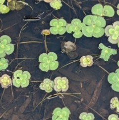 Marsilea mutica (Nardoo) at Hackett, ACT - 5 Jan 2021 by abread111