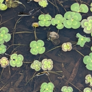 Marsilea mutica at Hackett, ACT - 5 Jan 2021