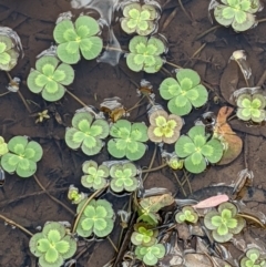 Marsilea mutica at Hackett, ACT - suppressed