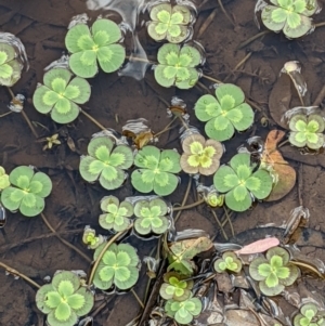 Marsilea mutica at Hackett, ACT - suppressed