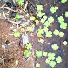 Marsilea mutica at Hackett, ACT - 5 Jan 2021