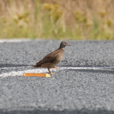 Turnix varius (Painted Buttonquail) at Tharwa, ACT - 5 Jan 2021 by rawshorty