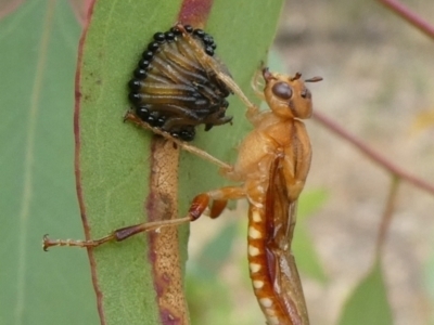 Pseudoperga belinda at Theodore, ACT - 4 Jan 2021 by owenh
