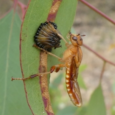 Pseudoperga lewisii (A Sawfly) at Tuggeranong Hill - 4 Jan 2021 by Owen
