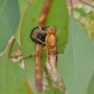 Pseudoperga lewisii at Theodore, ACT - 4 Jan 2021 11:31 AM