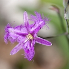 Thysanotus tuberosus subsp. tuberosus (Common Fringe-lily) at Paddys River, ACT - 2 Dec 2020 by SWishart