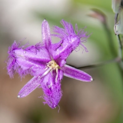 Thysanotus tuberosus subsp. tuberosus (Common Fringe-lily) at Paddys River, ACT - 2 Dec 2020 by SWishart