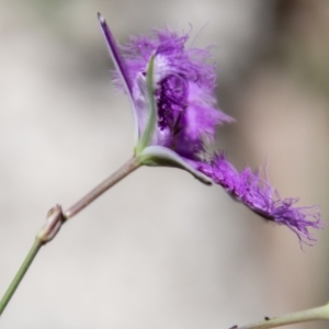 Thysanotus tuberosus subsp. tuberosus at Paddys River, ACT - 2 Dec 2020