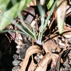 Thysanotus tuberosus subsp. tuberosus at Paddys River, ACT - 2 Dec 2020