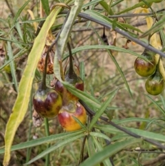 Solanum linearifolium (Kangaroo Apple) at Mount Majura - 2 Jan 2021 by abread111