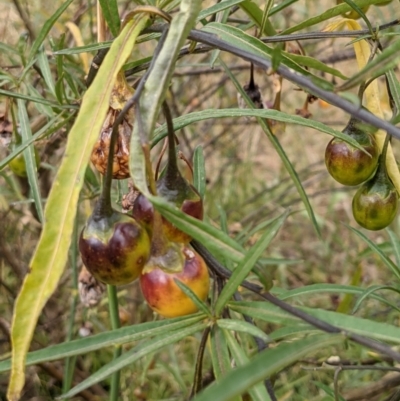 Solanum linearifolium (Kangaroo Apple) at Mount Majura - 2 Jan 2021 by abread111