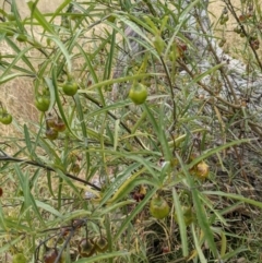 Solanum linearifolium at Hackett, ACT - 2 Jan 2021 04:14 PM