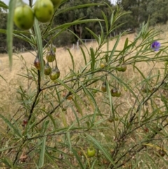 Solanum linearifolium at Hackett, ACT - 2 Jan 2021 04:14 PM