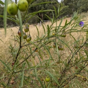 Solanum linearifolium at Hackett, ACT - 2 Jan 2021