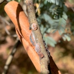 Icerya acaciae (Acacia mealy bug) at Murrumbateman, NSW - 3 Jan 2021 by SimoneC