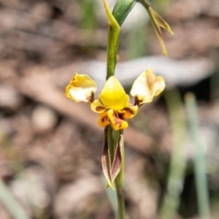 Diuris sulphurea (Tiger Orchid) at Paddys River, ACT - 2 Dec 2020 by SWishart