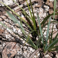 Diuris sulphurea at Paddys River, ACT - 2 Dec 2020