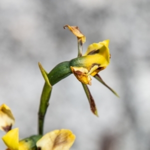 Diuris sulphurea at Paddys River, ACT - 2 Dec 2020