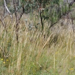 Austrostipa densiflora (Foxtail Speargrass) at Mount Majura - 5 Jan 2021 by Avery