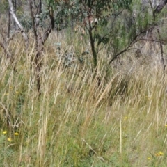 Austrostipa densiflora (Foxtail Speargrass) at Downer, ACT - 5 Jan 2021 by Avery