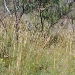 Austrostipa densiflora at Downer, ACT - 5 Jan 2021 11:42 AM